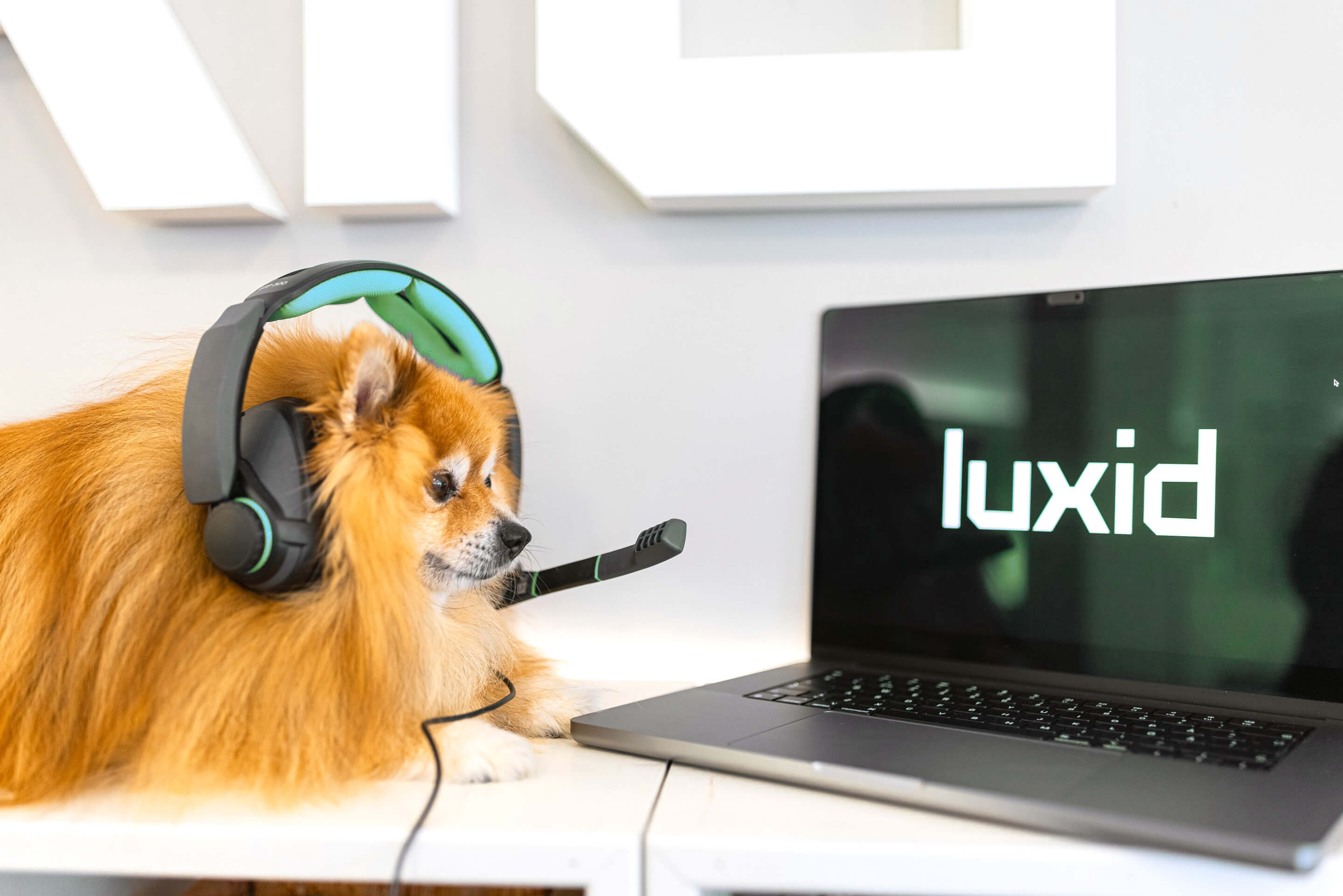 luxid-dog-calling
