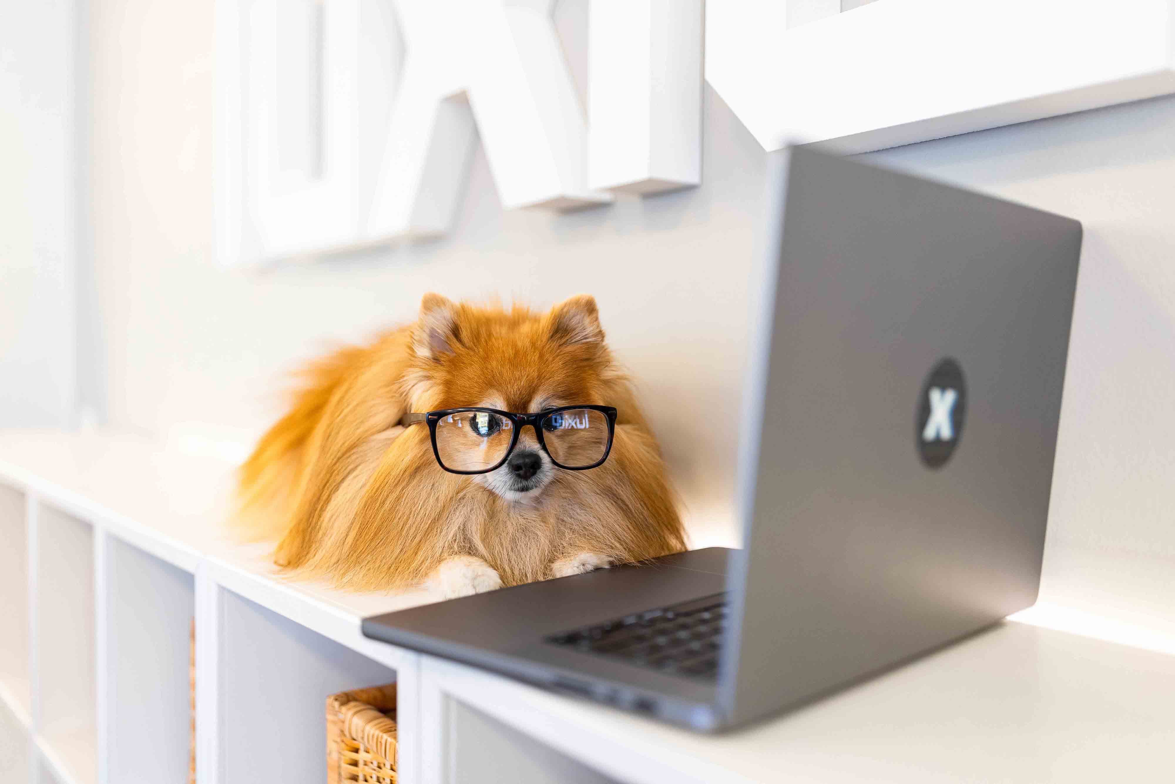 office-dog-on-laptop-with-glasses